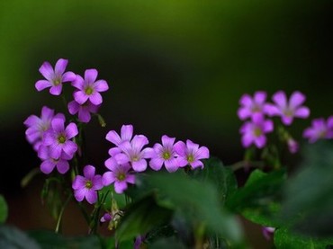 一亲2脱3叉4注5桶免费野草