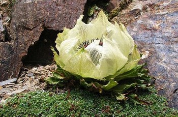 唐三在竹林疯狂输出小舞的