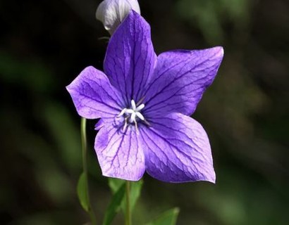 水蜜桃果冻视频大全